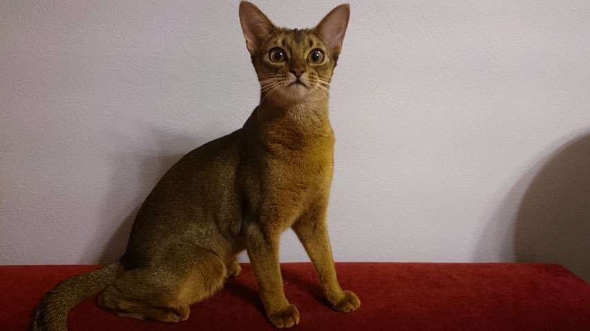 Бэйлис - Абиссинская кошка отзывы